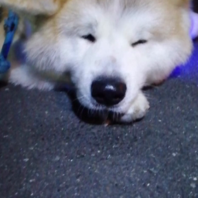 今朝も徹底したゴロ寝座り込み❗合間で、飼い主グイグイ引っ張り散歩。寝転んでいる未来丸を見て「の画像