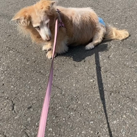 今日のリハビリは張り切ってくれましたの画像