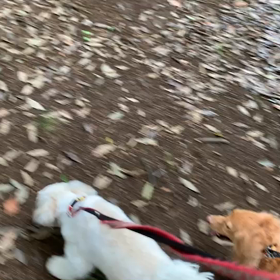 6月9日14わんこと1時間遠足  代々木公園の画像