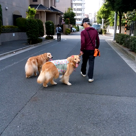 すずちゃんと朝散歩の画像
