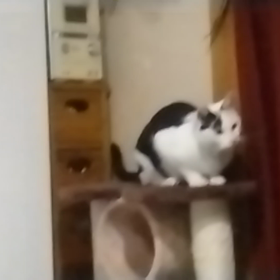 今日のニャンコの画像