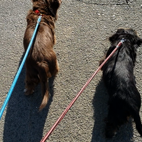 昨日の散歩の画像