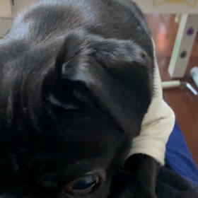 『遊びたいと鳴く犬』とHeilenの営業の画像