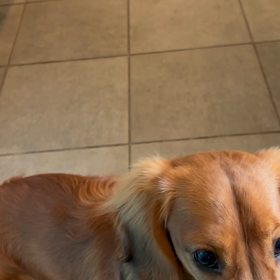 迷子の仔猫ちゃんの画像