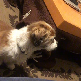 ダグジーの新たな挑戦の画像