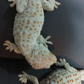 トッケイ ヤモリ 脱皮の不思議の画像