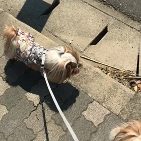 黒ラブちゃん！の画像