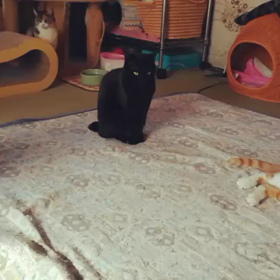 猫に感謝を。の画像