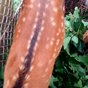 バンビちゃんミルクの時間の画像