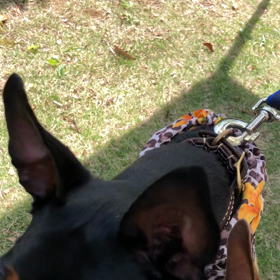 ボクボク サメ軟骨の画像