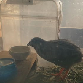 貢ぐボーイ❗の画像