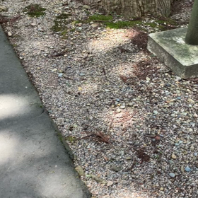 黒いトンボの画像