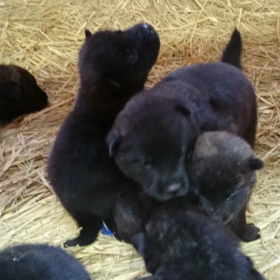 甲斐犬の成長の画像