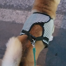 トリミングの帰りだよの画像