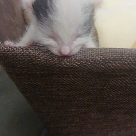 乳飲み猫（名はまだない＾＾；）の動画の画像