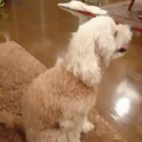 大切な存在。の画像