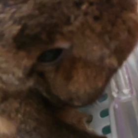 うさうさぴゅーれの画像