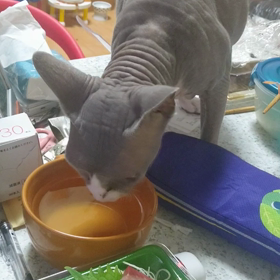 俺様も食べるにゃり〜の画像