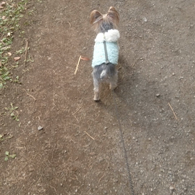 メロン君と散歩の画像