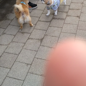 moko家マルシェ～宝塚北SAドックランの画像