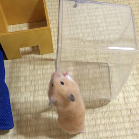 上に登りたい☆の画像