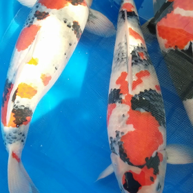 たっけ～ぞ！！！の画像