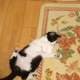 コロコロ大好き？♡の画像