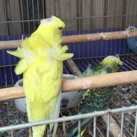 羽衣セキセイの画像