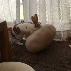 今日のマロンの画像