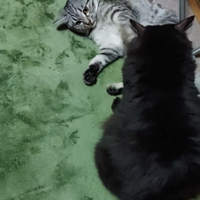 寝る前のプロレスたいむ(*^^*)の画像