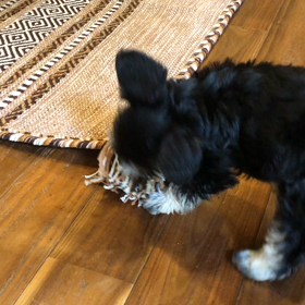 狙われるフリンジ！の画像