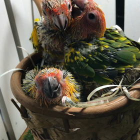 コガネメキシコインコ ドナドナ〜の画像
