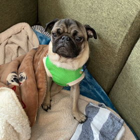 肺炎。。の画像