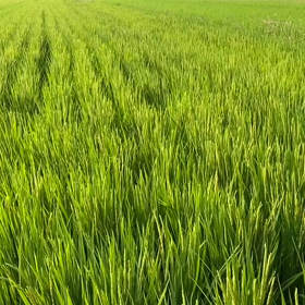 “自然と音遊び” プロジェクト vol.085！の画像