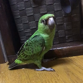 カメラのレンズが大好きなズアカハネナガインコちゃんの画像