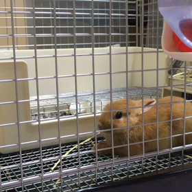 ルナちゃんの画像