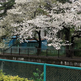 突風にお気をつけください。の画像