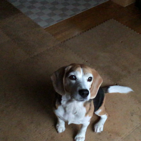 復活♫　　～優しさに感謝～の画像