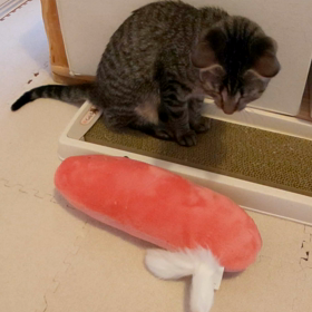 姫ちゃんがおもちゃに反応‼️の画像