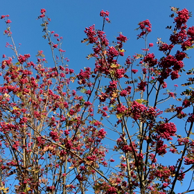 秋ですねぇ・・・の画像