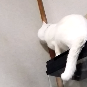 必死ですなの画像