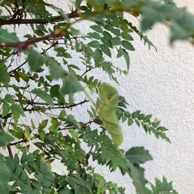 ぜったい落ちないでー！の画像