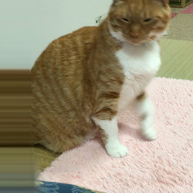 かわいすぎの画像