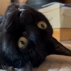 セミリタイアの相方、ジージョにフラれるの画像