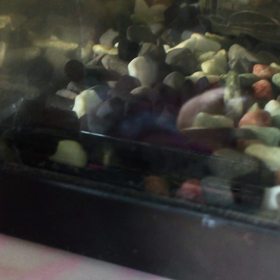 謎の生き物⁉︎の画像