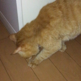 能天気オニ子  901  タカ坊動画   月命日の画像