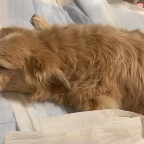 昨晩の柚の画像