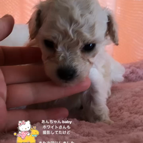 おネム‥❤︎あんちゃんbabyシルバー姫の画像