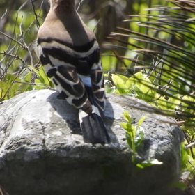 【野鳥動画】ヤツガシラの画像