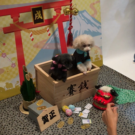 キャンミル年賀の画像